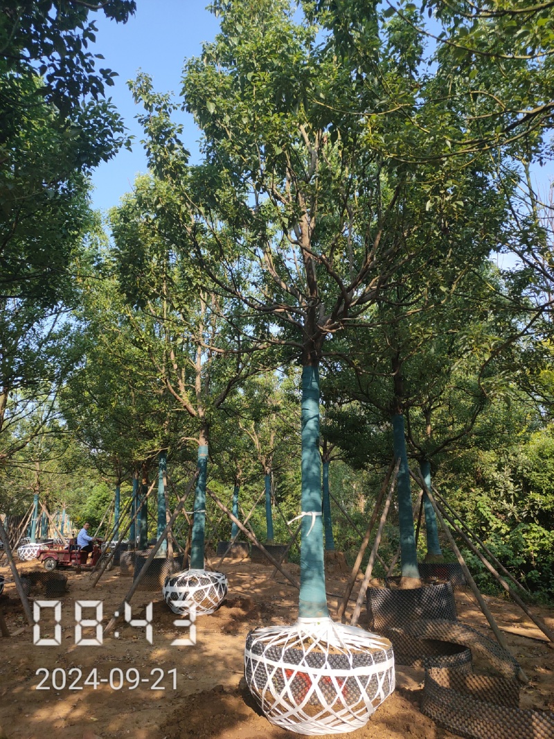 15容器香樟，空根器香樟，香樟