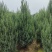柏树松柏笔柏龙柏圆柏树桧柏北京桧柏