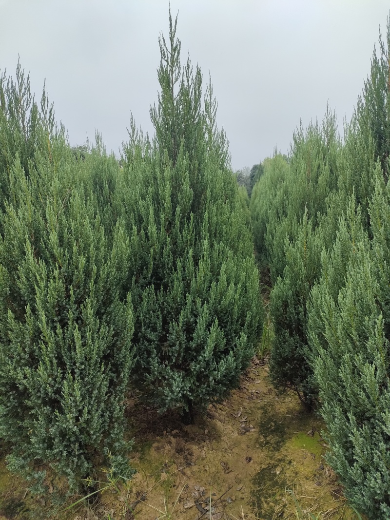 柏树松柏笔柏龙柏圆柏树桧柏北京桧柏