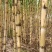 黄金甘蔗黄皮甘蔗批发随甜多汁以质论价现砍现发对接全国