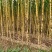 黄金甘蔗黄皮甘蔗批发随甜多汁以质论价现砍现发对接全国