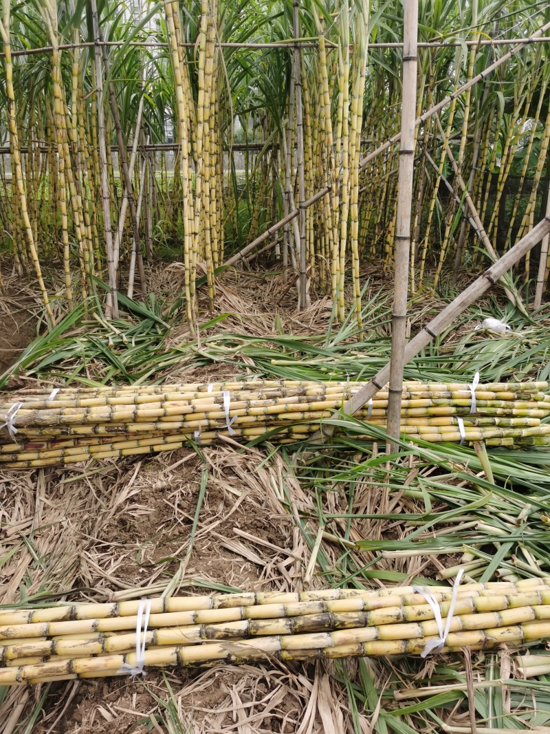 黄金甘蔗黄皮甘蔗批发随甜多汁以质论价现砍现发对接全国