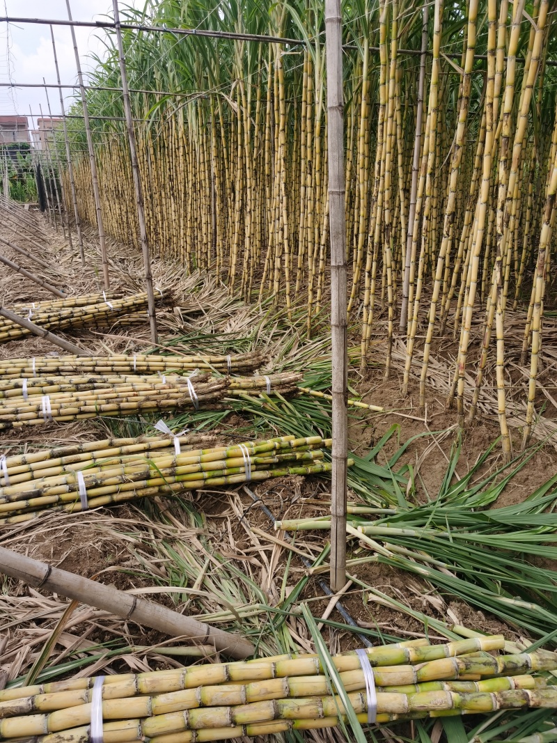 黄金甘蔗黄皮甘蔗批发随甜多汁以质论价现砍现发对接全国