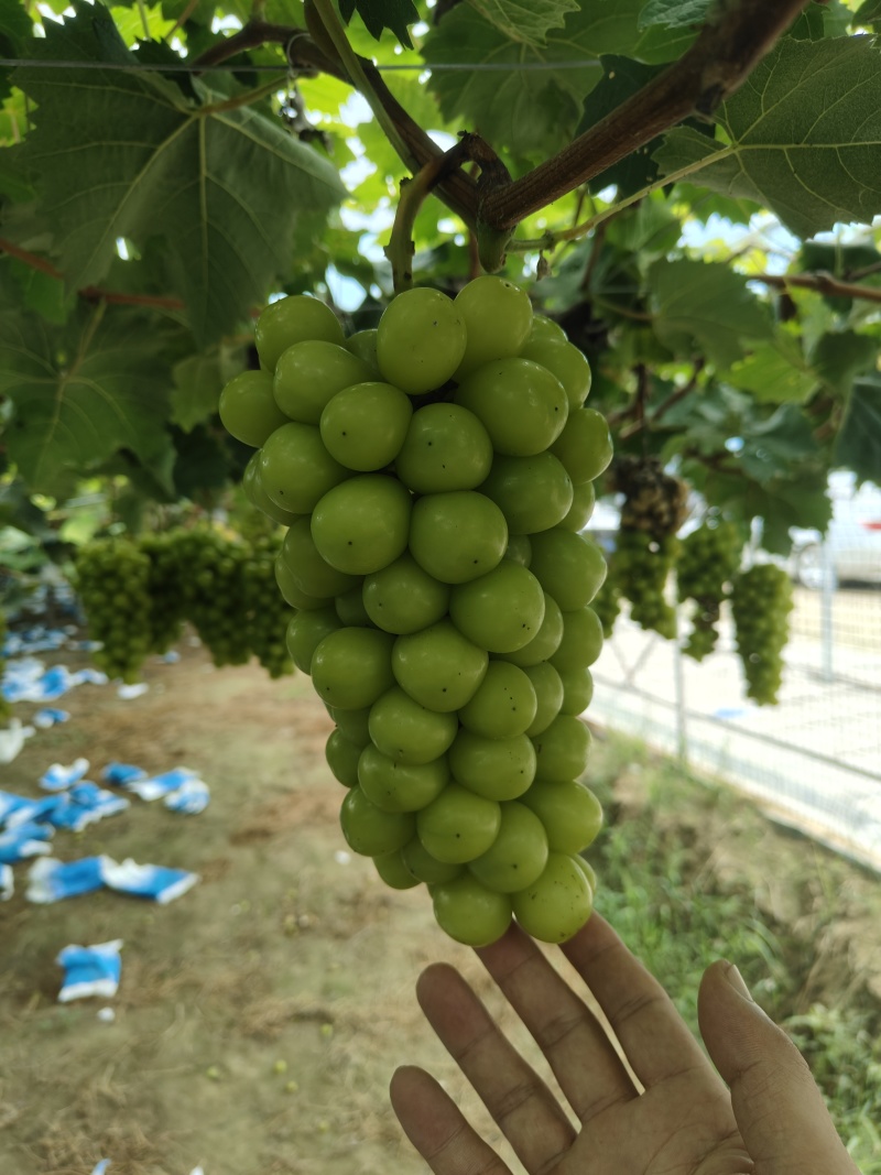 精品阳光玫瑰大量上市现摘现发供应全国欢迎咨询