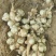 新鲜洋姜鬼子姜菊芋头野生沙地当季姜不辣腌泡菜酱菜整箱包邮