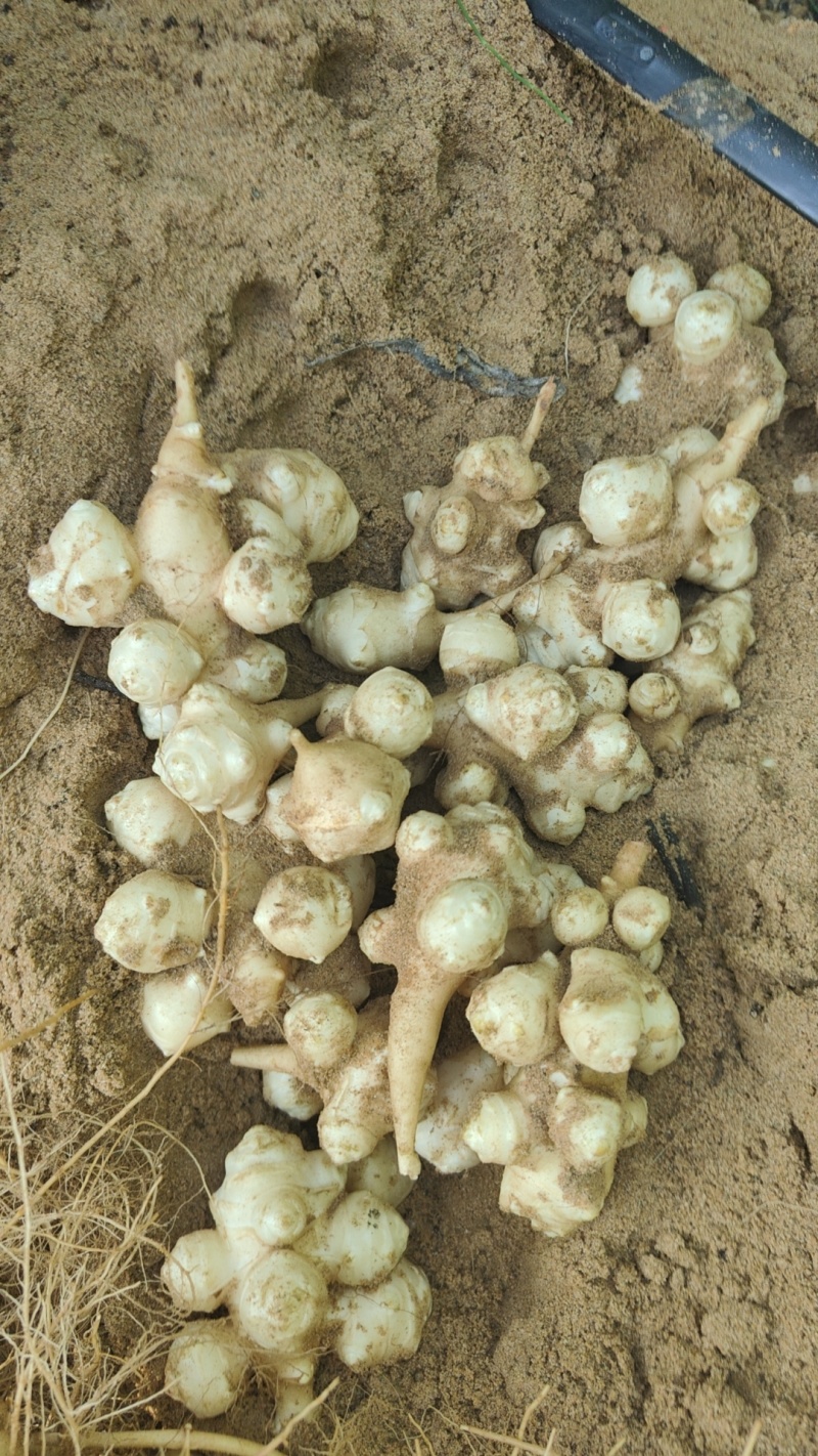 新鲜洋姜鬼子姜菊芋头野生沙地当季姜不辣腌泡菜酱菜整箱包邮
