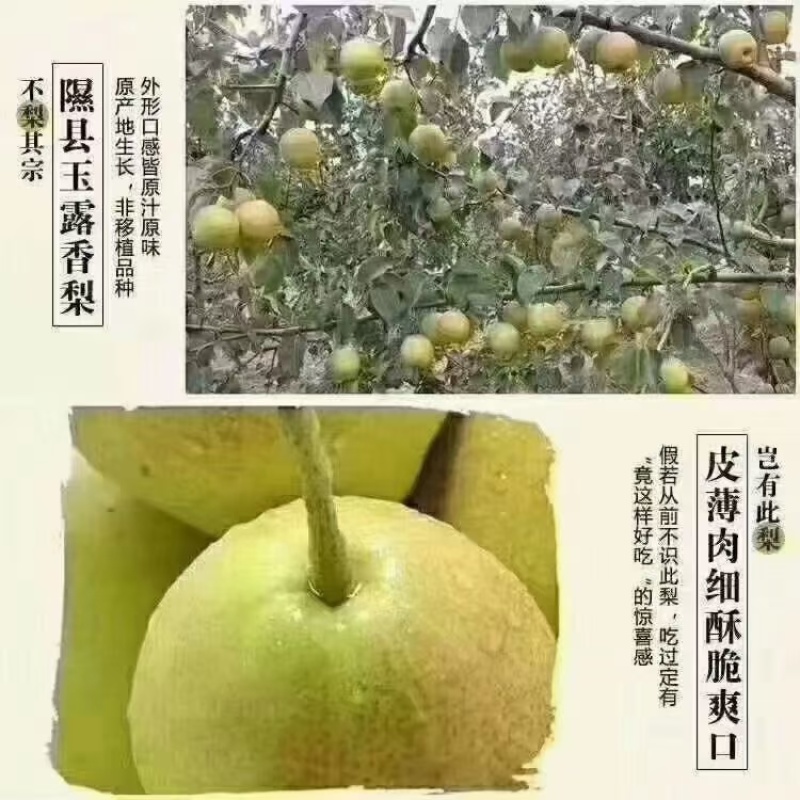 隰县玉露香
