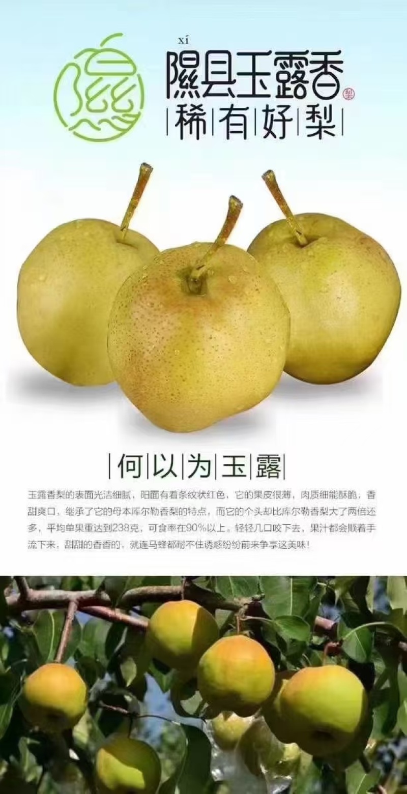 隰县玉露香