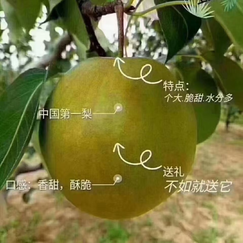 隰县玉露香
