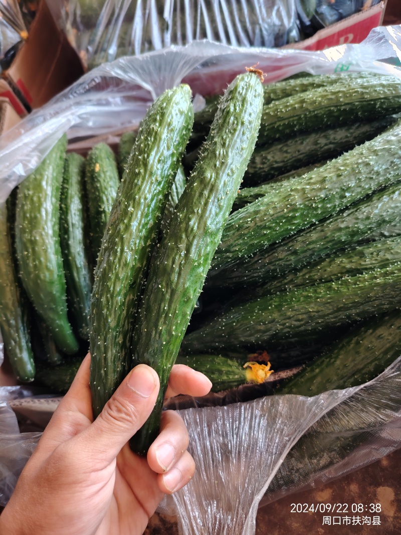 周口密刺黄瓜支持各种包装