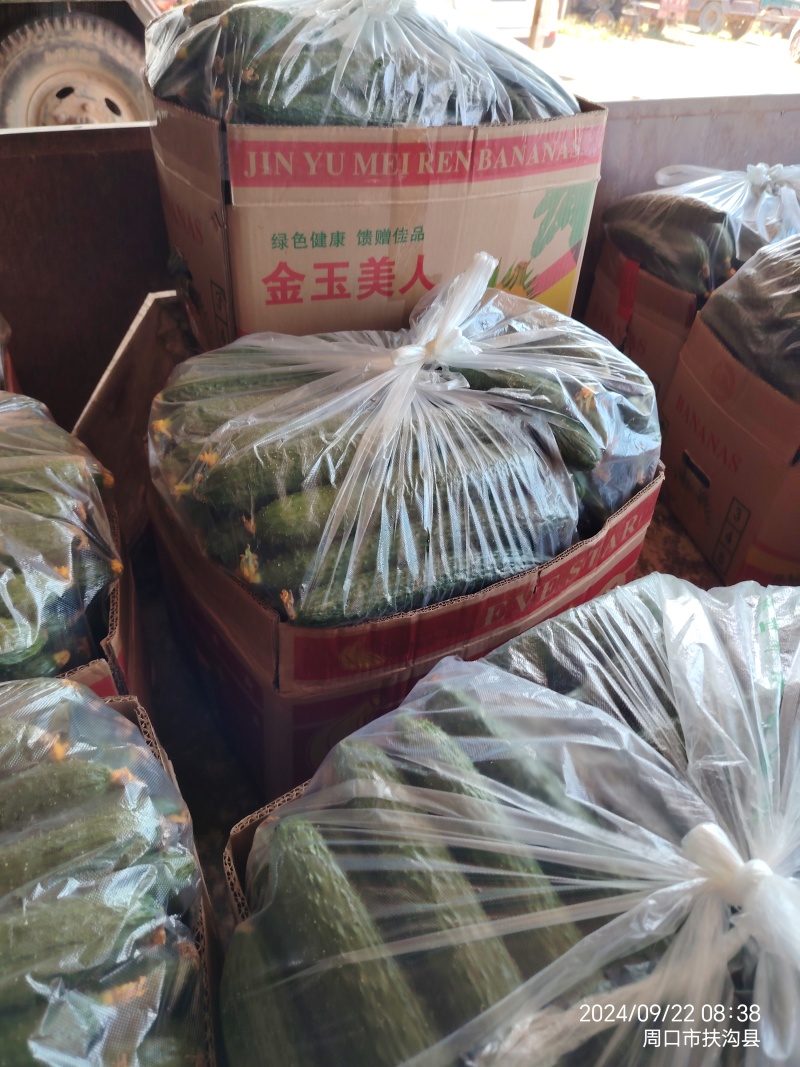 周口密刺黄瓜支持各种包装