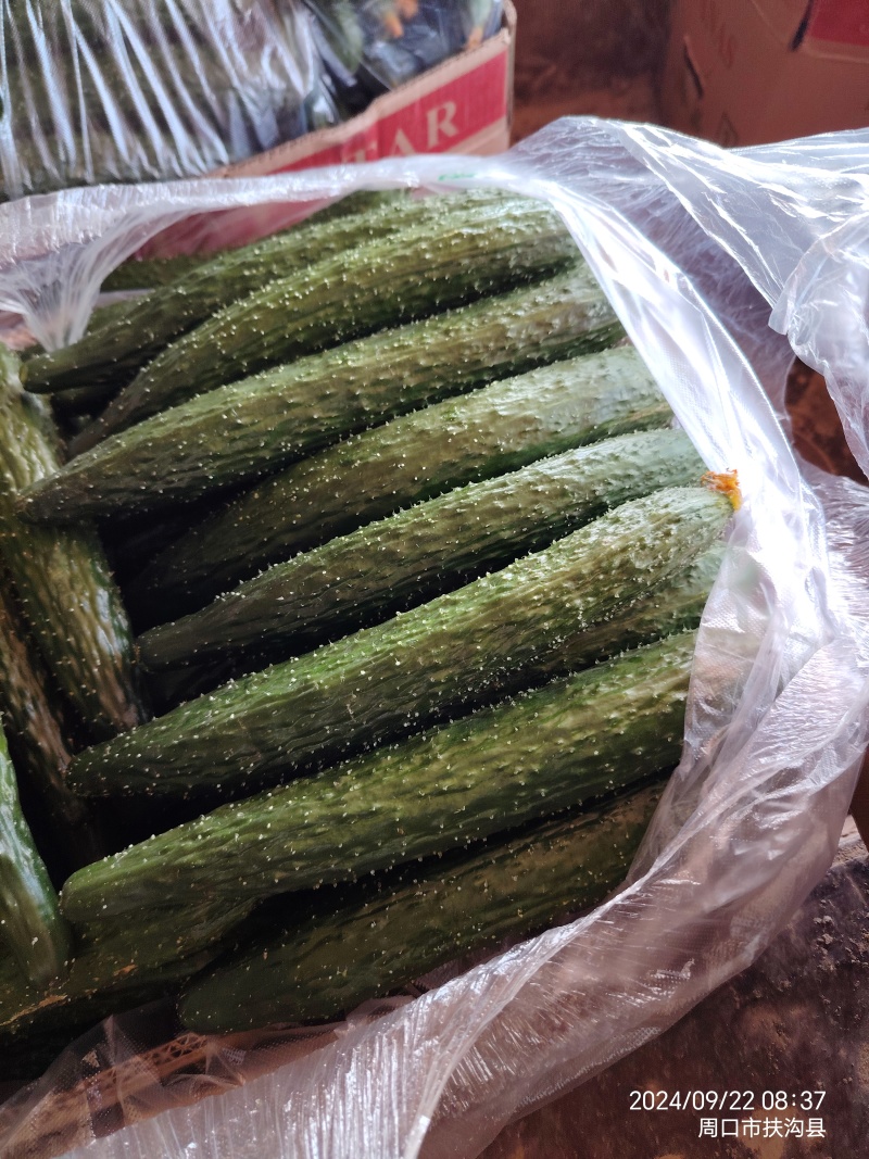 周口密刺黄瓜支持各种包装