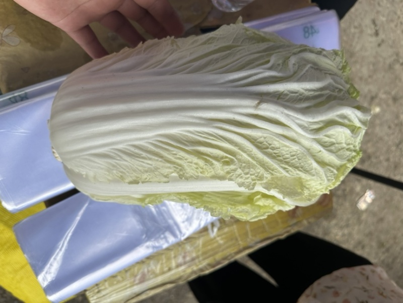 大白菜