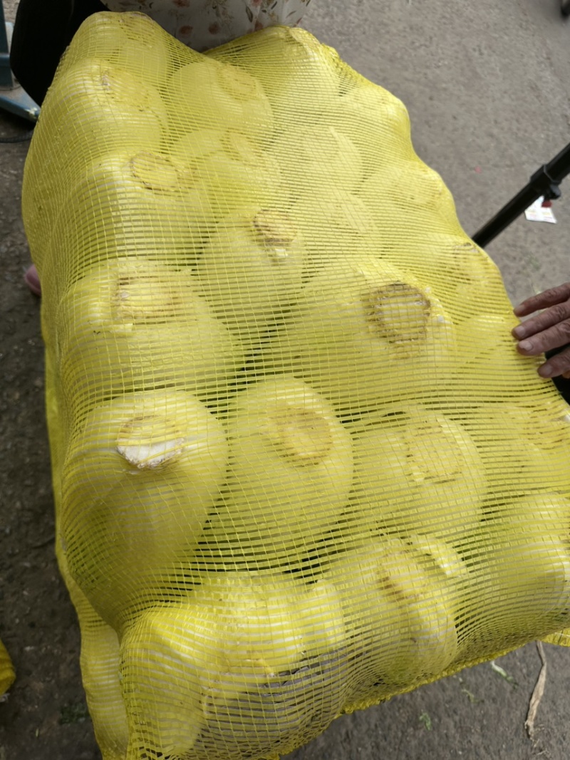 大白菜
