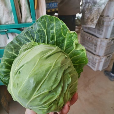 大量供应精品甘蓝