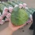 大量供应精品甘蓝