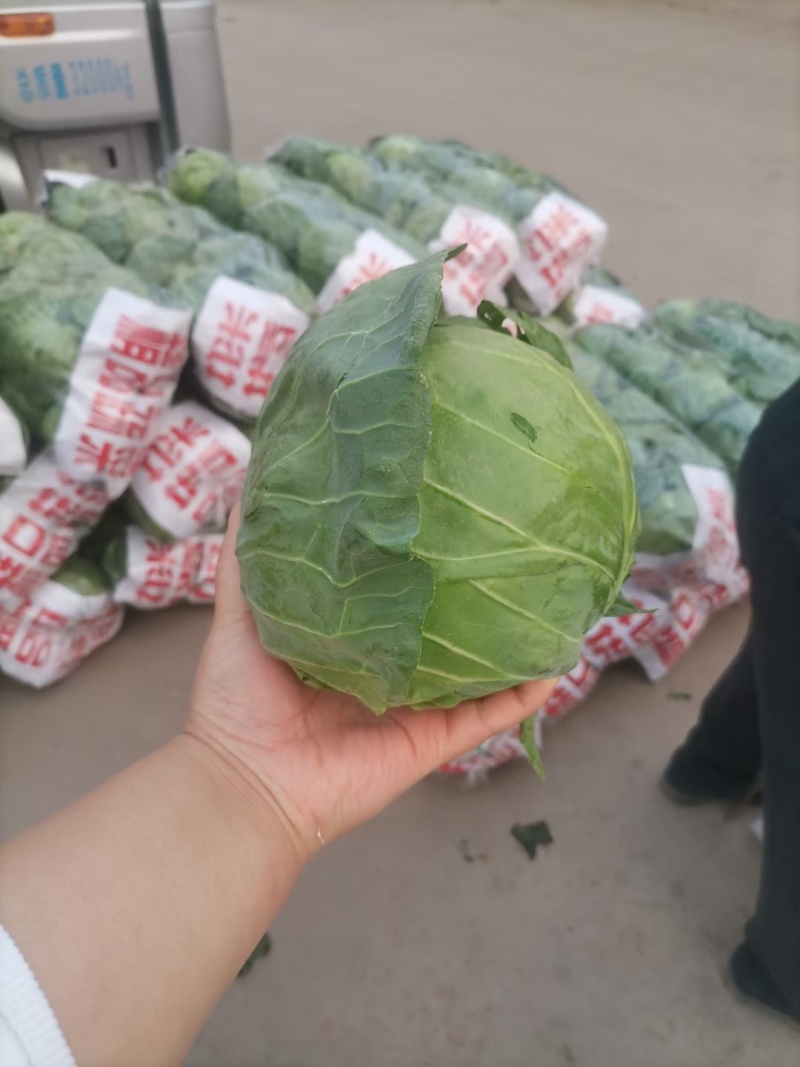 大量供应精品甘蓝