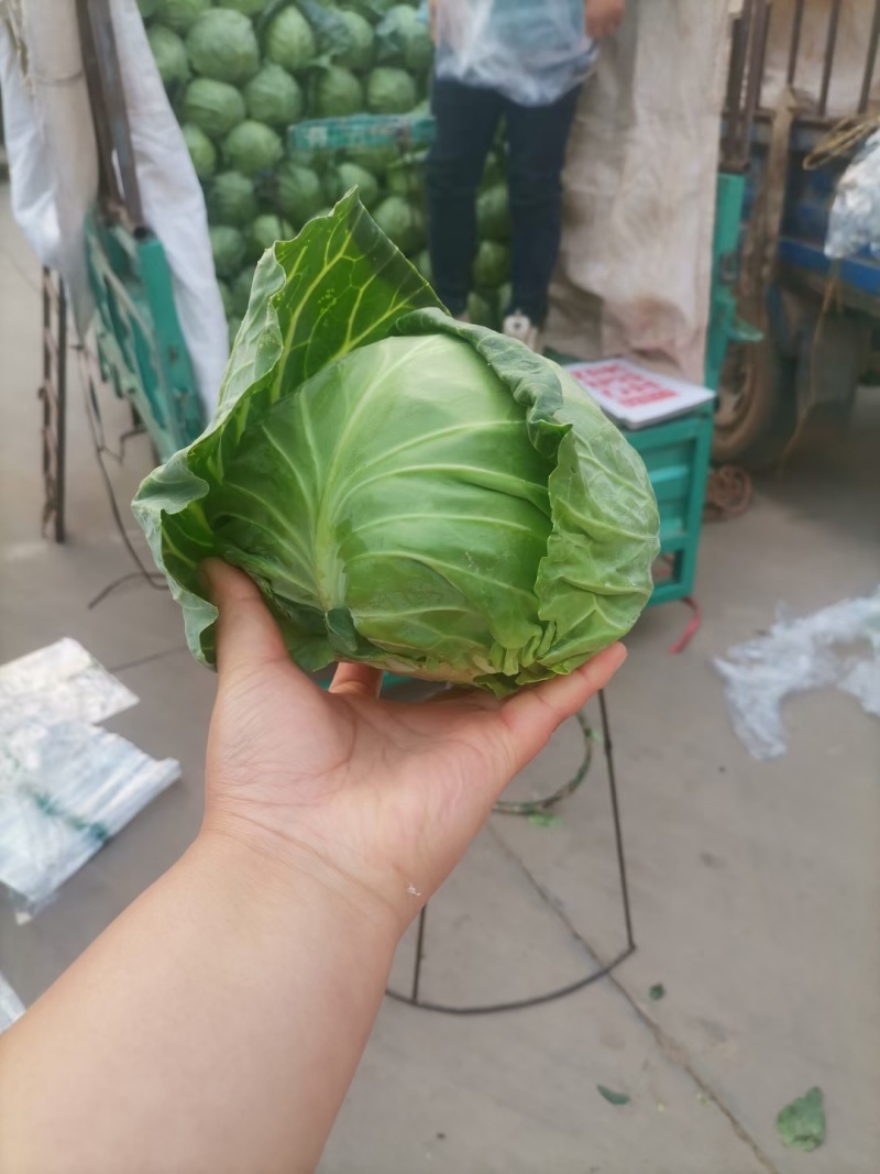 大量供应精品甘蓝