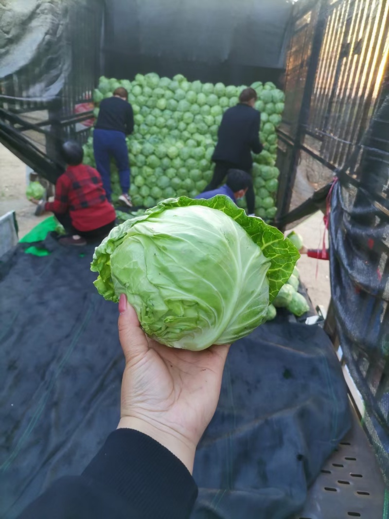 大量供应精品甘蓝