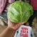 大量供应精品甘蓝