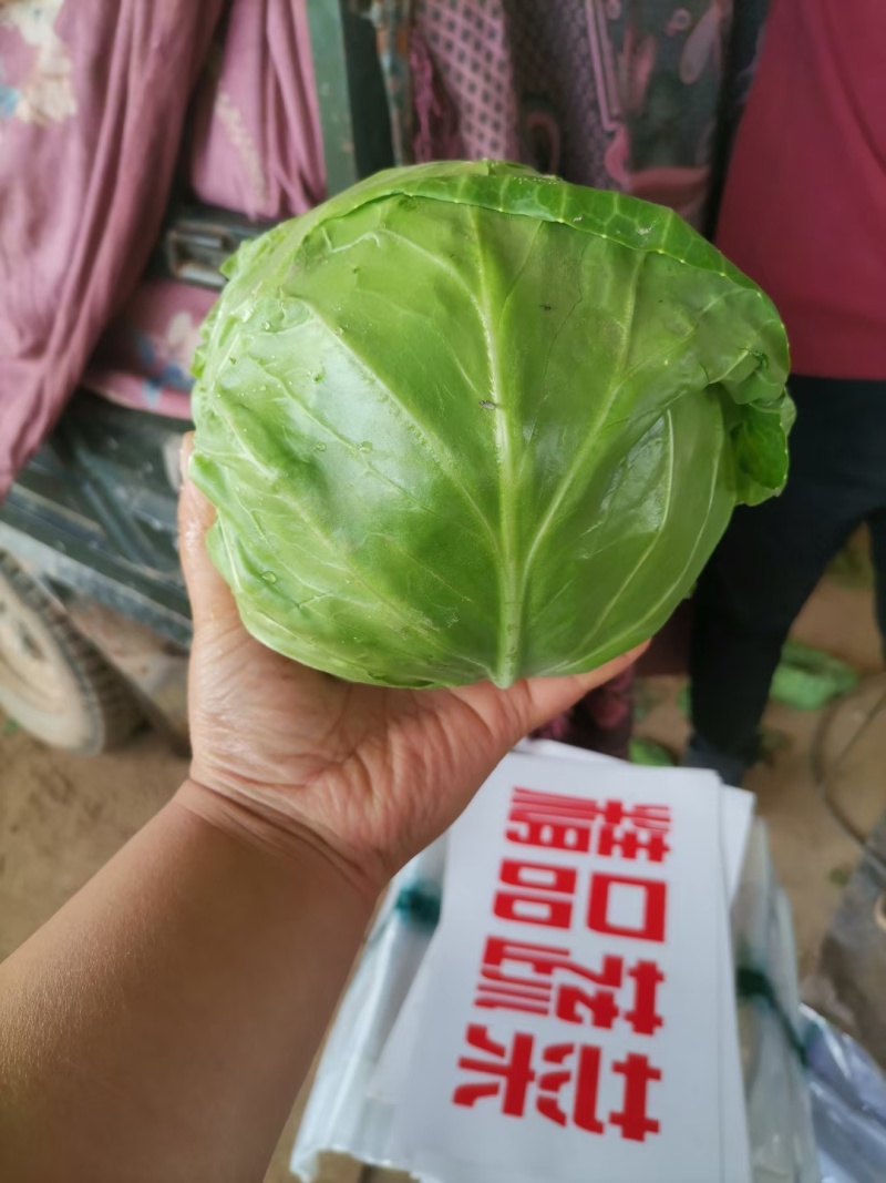 大量供应精品甘蓝