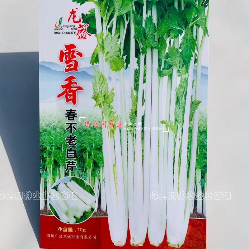 雪香春不老白芹种子清香脆嫩雪白晶莹纤维少白色空心芹菜种子