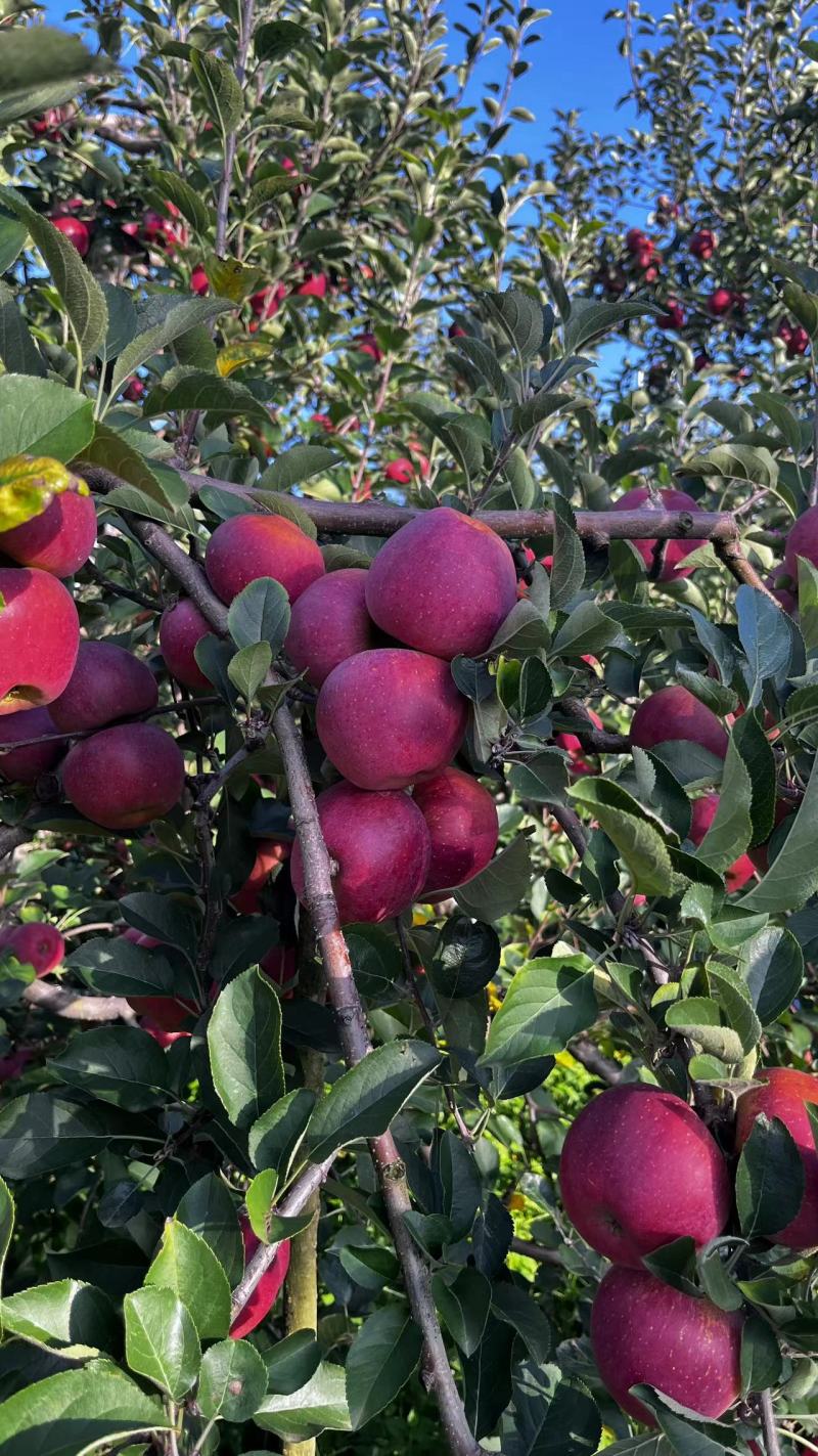 昭通苹果基地种植货源充足保质保量欢迎随时联系