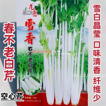 雪香春不老白芹种子清香脆嫩雪白晶莹纤维少白色空心芹菜种子