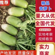 【实力推荐】河南青萝卜，水洗，带泥全规格都有，电商，市场