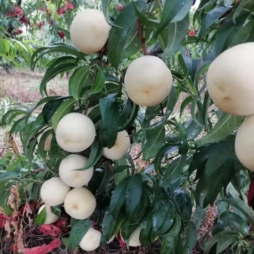 山东潍坊诸城金秋红蜜桃子，口感甘甜，不脱袋是白桃