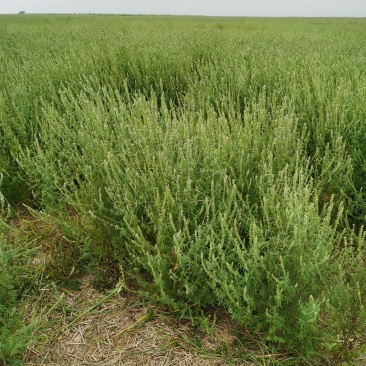 荆芥河南荆芥2024新货上市中质量非常好出售