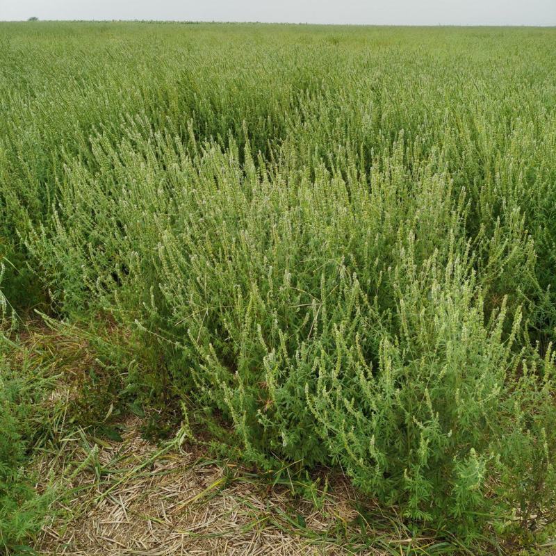 荆芥河南荆芥2024新货上市中质量非常好出售