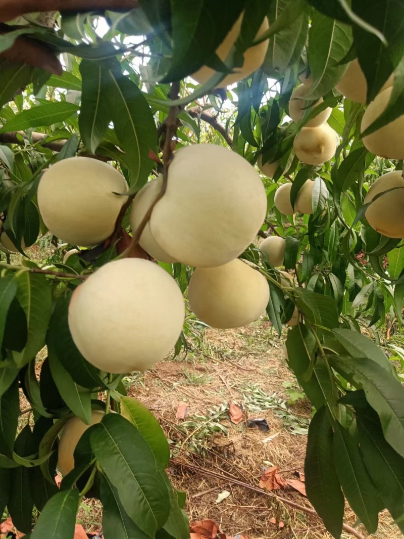 山东潍坊诸城金秋红蜜桃子，口感甘甜，不脱袋是白桃