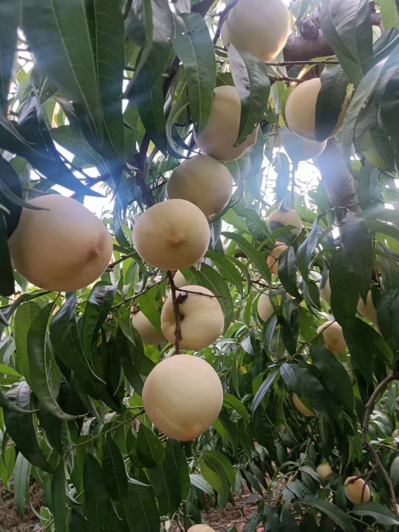 山东潍坊诸城金秋红蜜桃子，口感甘甜，不脱袋是白桃