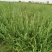 荆芥河南荆芥2024新货上市中质量非常好出售