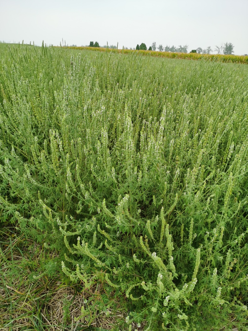 荆芥河南荆芥2024新货上市中质量非常好出售