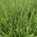 荆芥河南荆芥2024新货上市中质量非常好出售