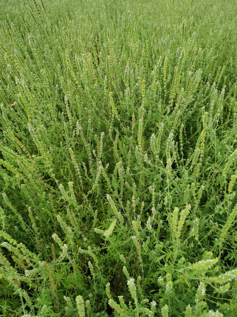 荆芥河南荆芥2024新货上市中质量非常好出售