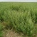 荆芥河南荆芥2024新货上市中质量非常好出售