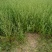 荆芥河南荆芥2024新货上市中质量非常好出售