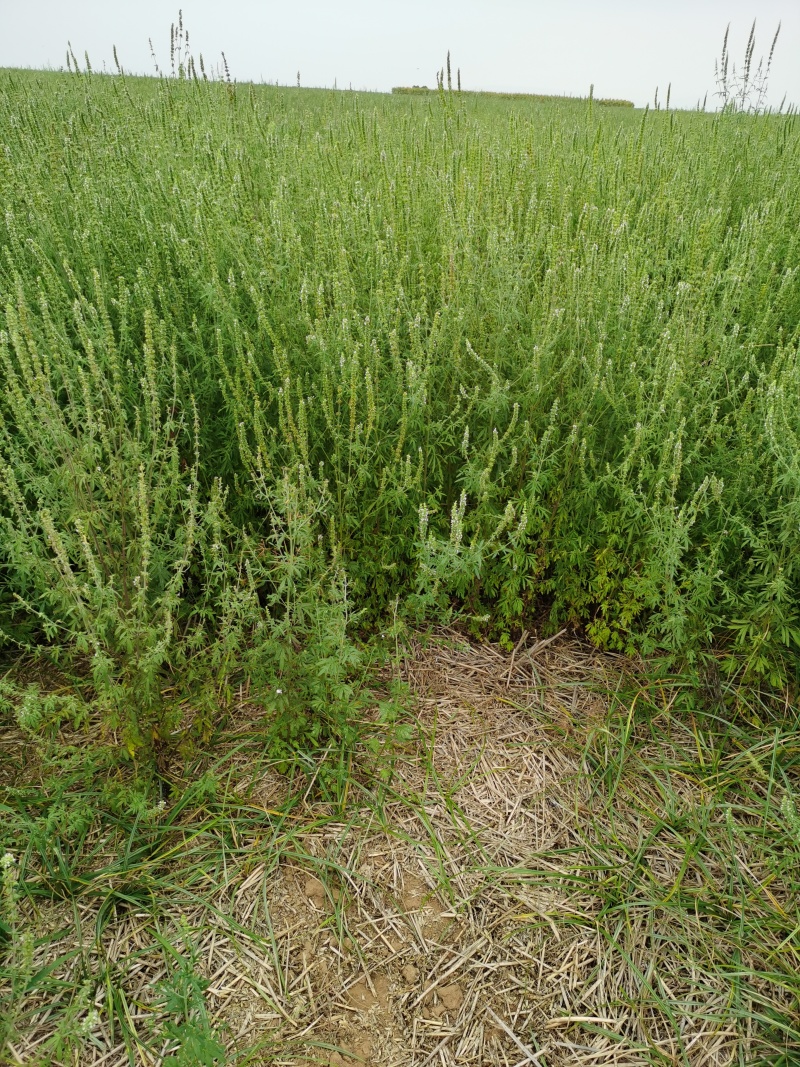 荆芥河南荆芥2024新货上市中质量非常好出售