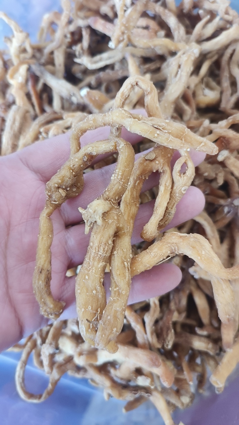玉竹湖南玉竹个玉竹条长期供应大货现货批发