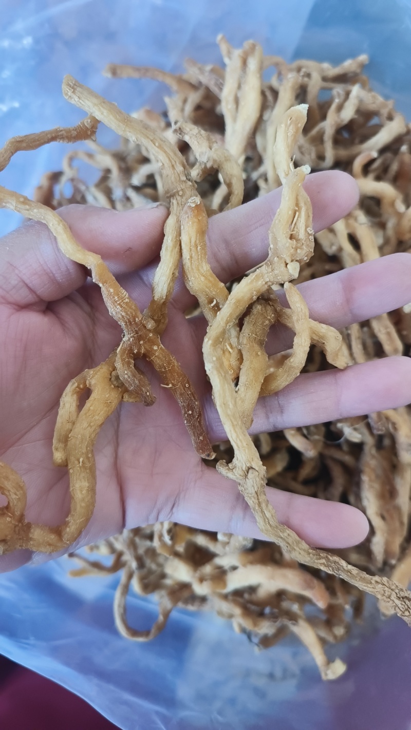 玉竹湖南玉竹个玉竹条长期供应大货现货批发