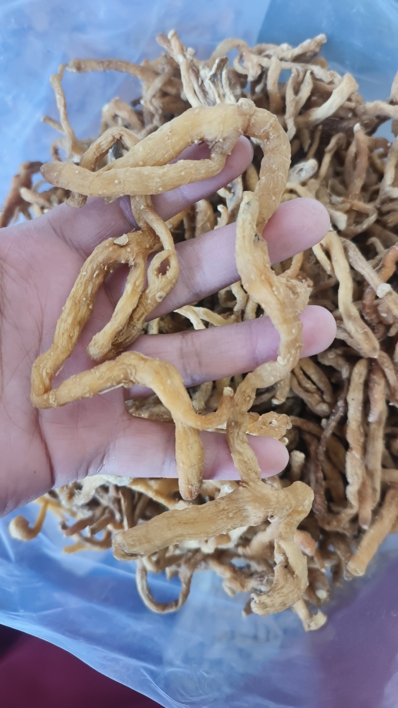 玉竹湖南玉竹个玉竹条长期供应大货现货批发