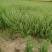 荆芥河南荆芥2024新货上市中质量非常好出售