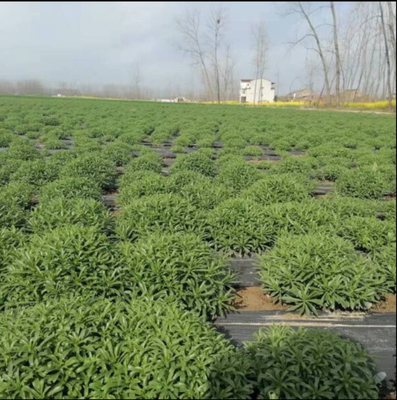 景天三七根，冬天大量供应，老根质量保证，芽孢多，