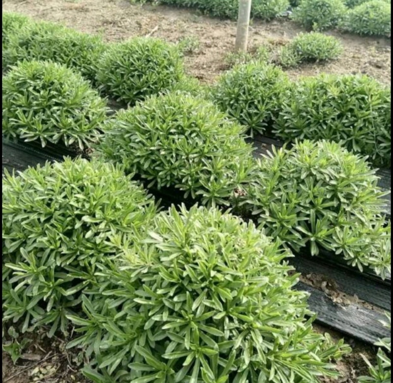 景天三七根，冬天大量供应，老根质量保证，芽孢多，