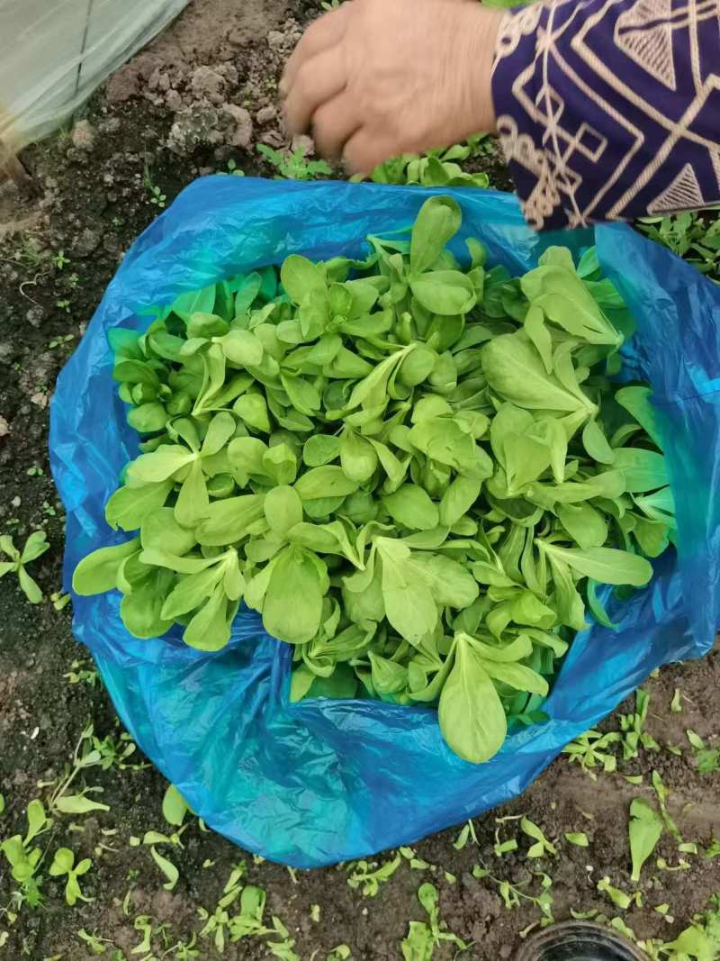 大板叶茼蒿头，蓬花莱