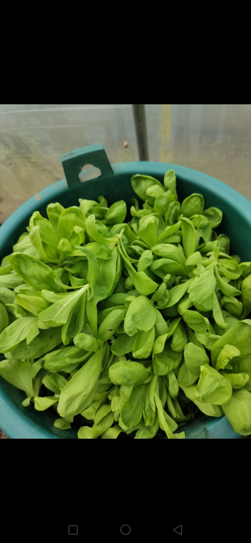 大板叶茼蒿头，蓬花莱