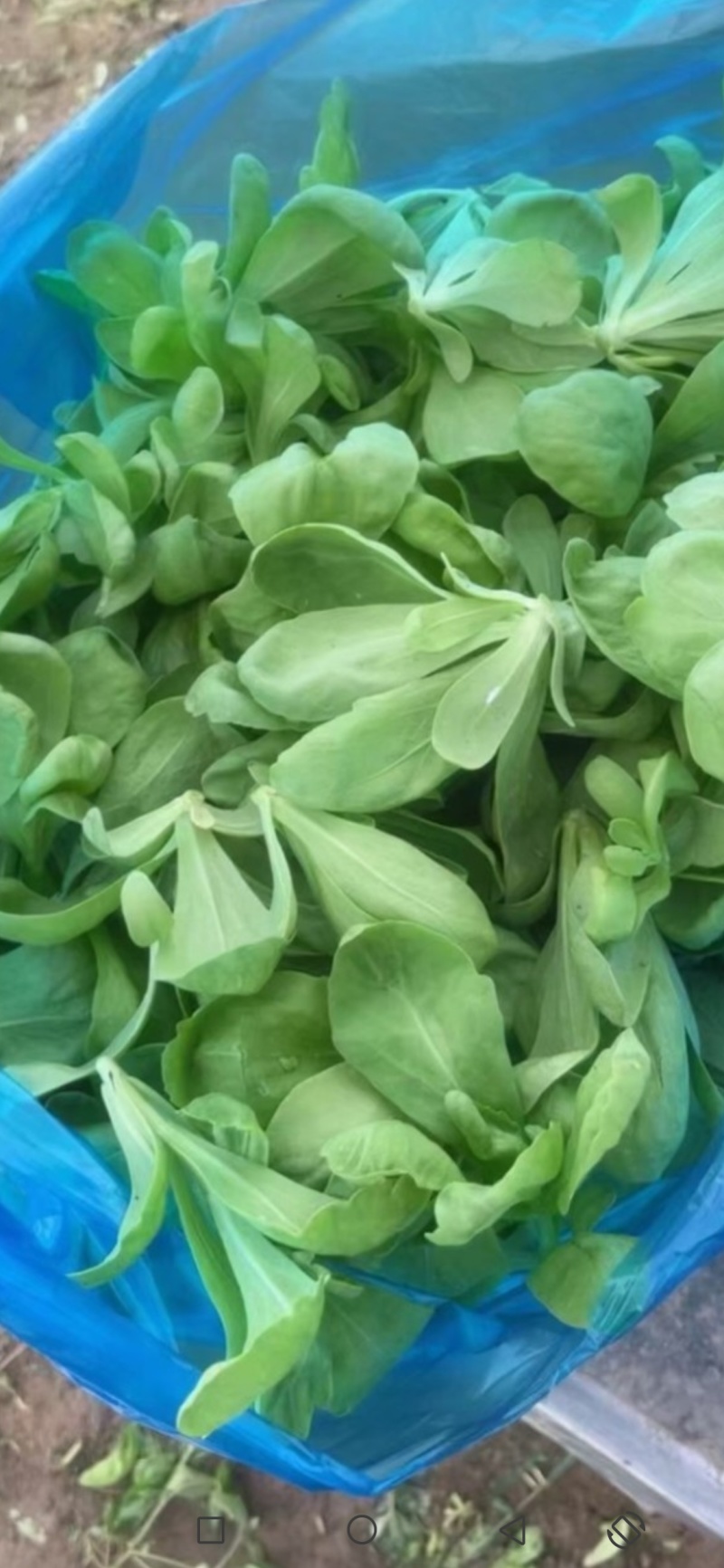 大板叶茼蒿头，蓬花莱